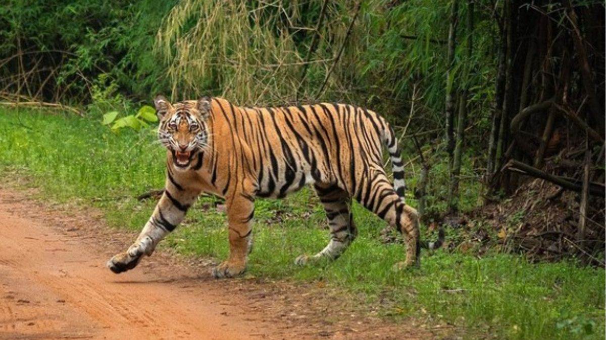 बाघ ने बकरियों का किया शिकार, ग्रामीणजन दहशत में